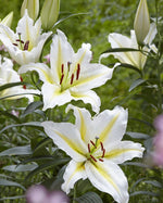 Lily - Baferrari