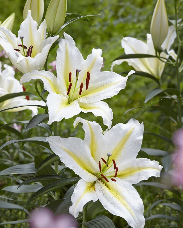 Lily - Baferrari