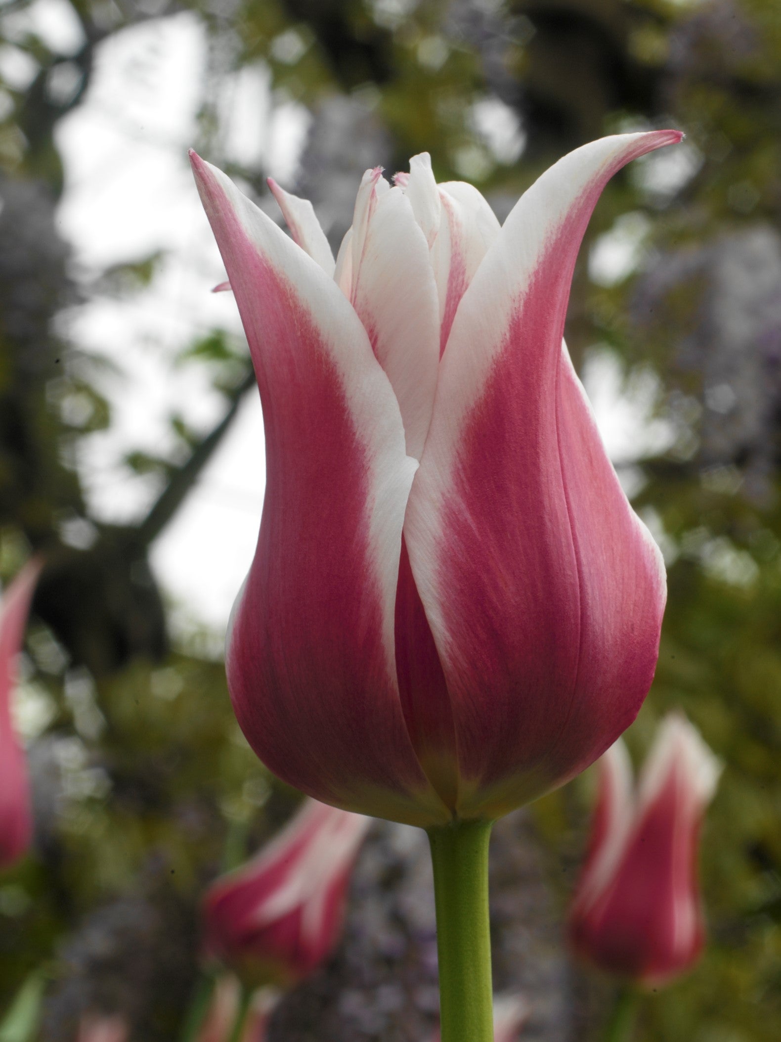 A close-up of a vibrant purple and white Lily flowering Ballade tulip