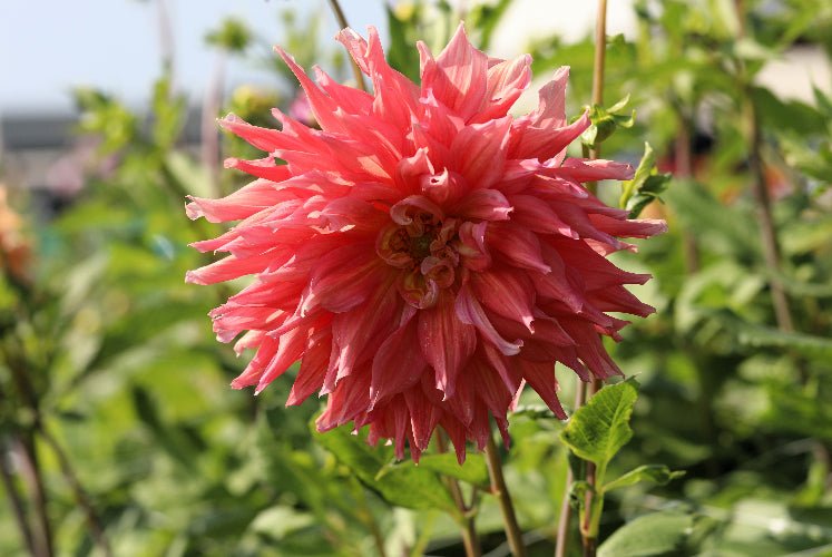 Dahlia - Belle of Barmera
