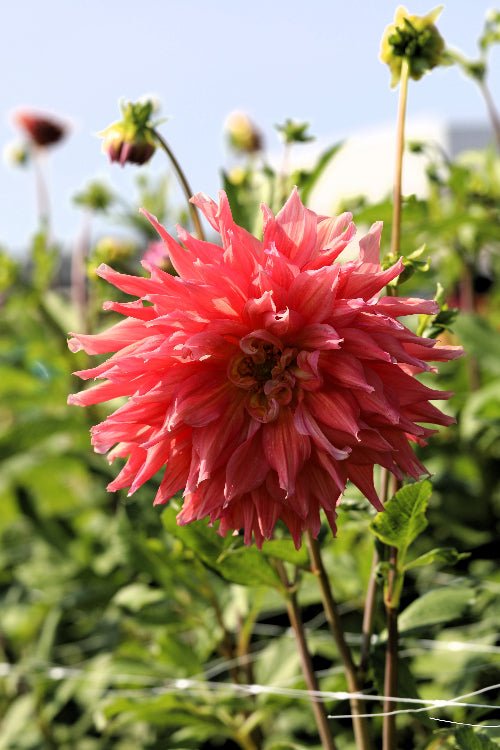 Dahlia - Belle of Barmera