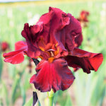 Bearded Iris - Bernice's Legacy