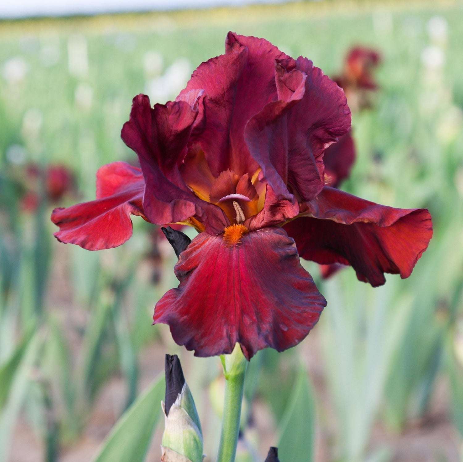 Bearded Iris - Bernice's Legacy