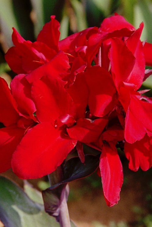 Canna - Red Dazzler