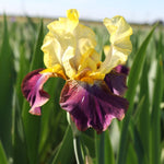 Bearded Iris - Blatant