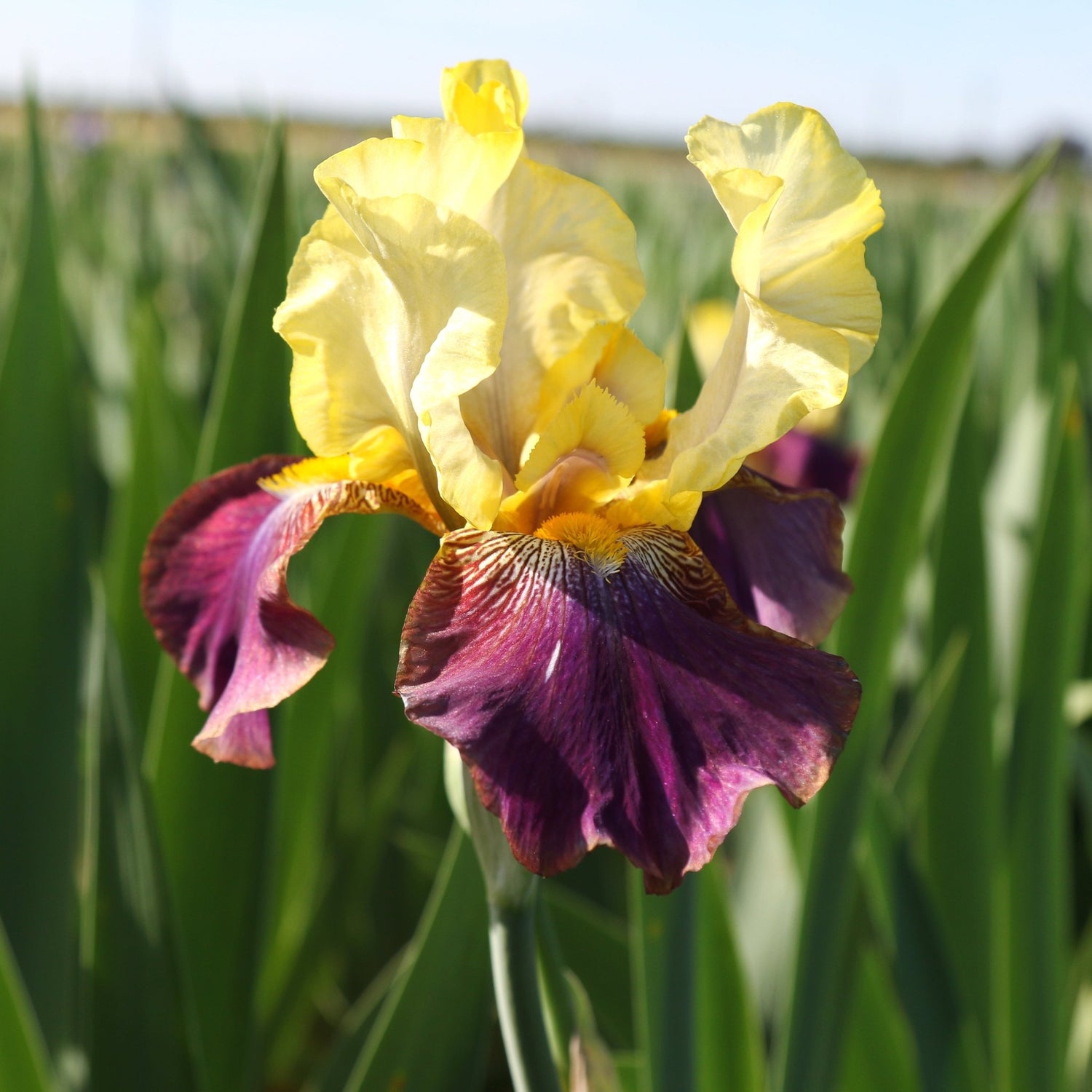 Bearded Iris - Blatant