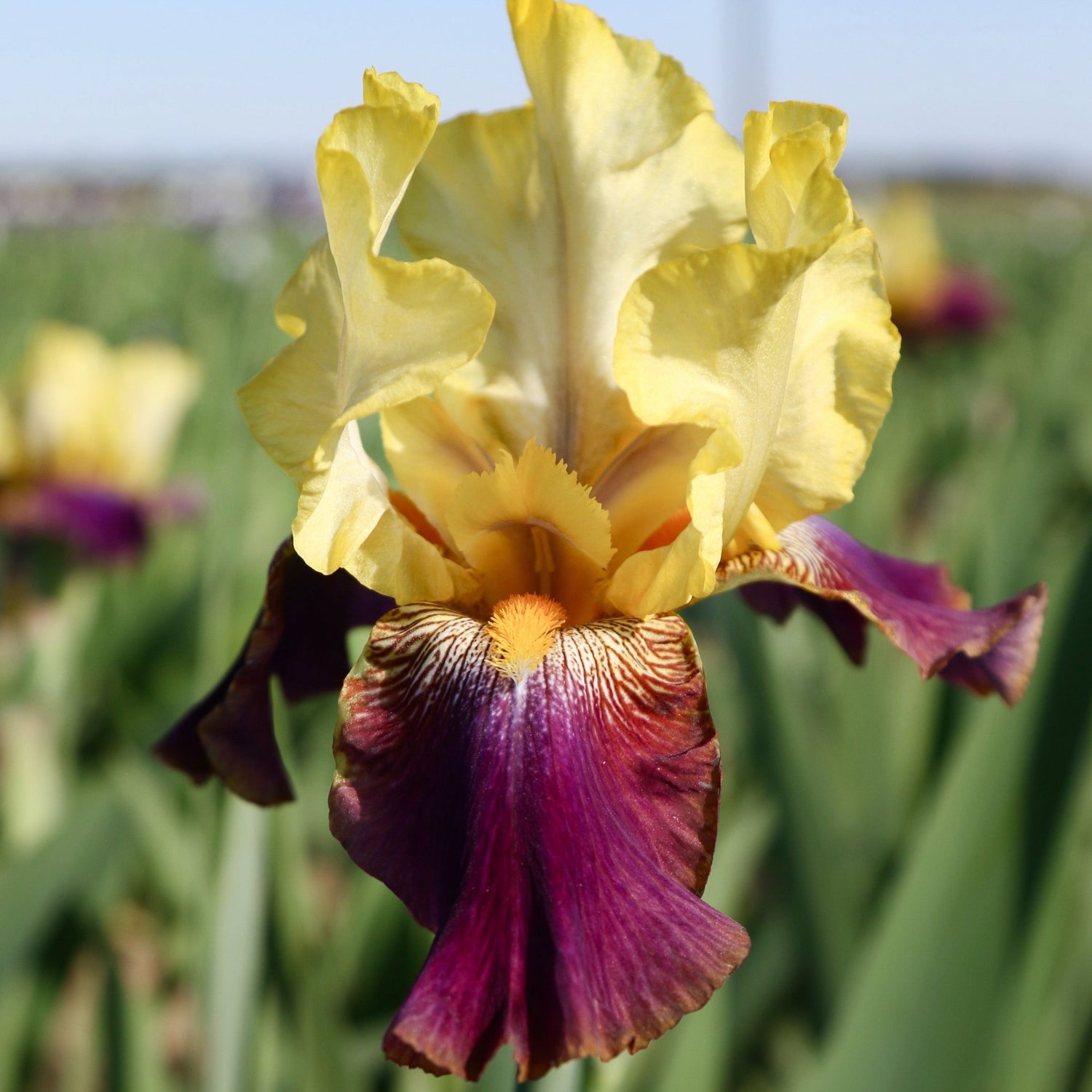 Bearded Iris - Blatant