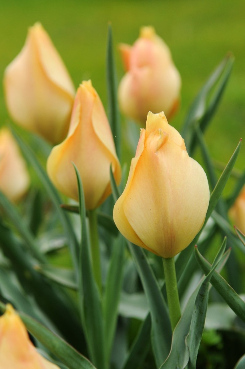 Tulip - Batalinii Bright Gem