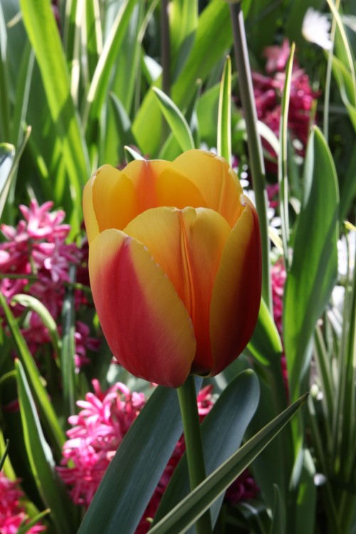Elegant tulip variety known as Triumph Brown Sugar with its distinctive coloring