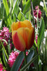 Elegant tulip variety known as Triumph Brown Sugar with its distinctive coloring