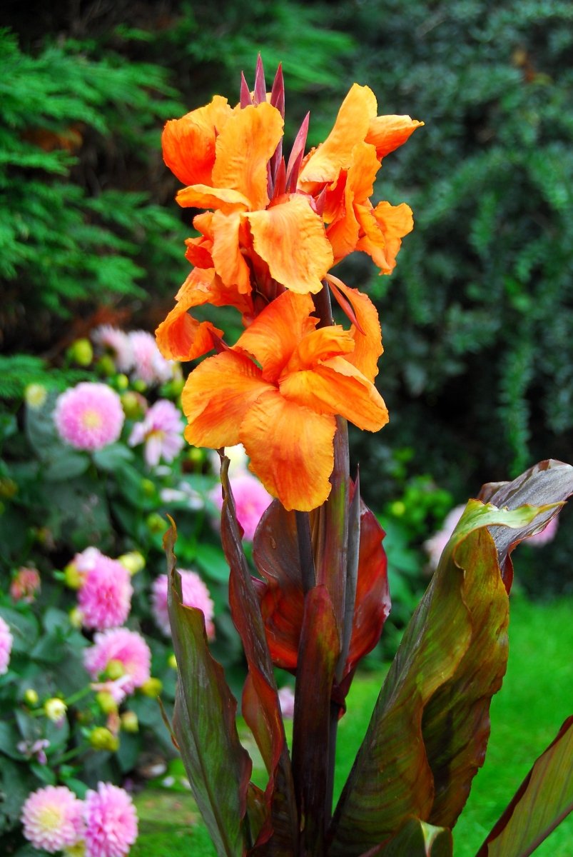 Canna - Wyoming