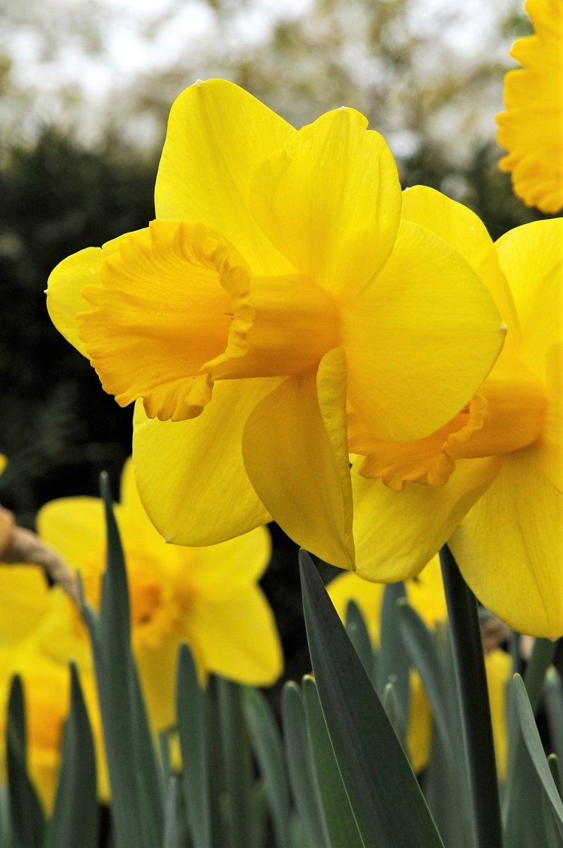 Daffodil - Carlton