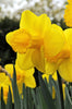 Cheerful Carlton daffodil, a burst of spring sunshine in gardens