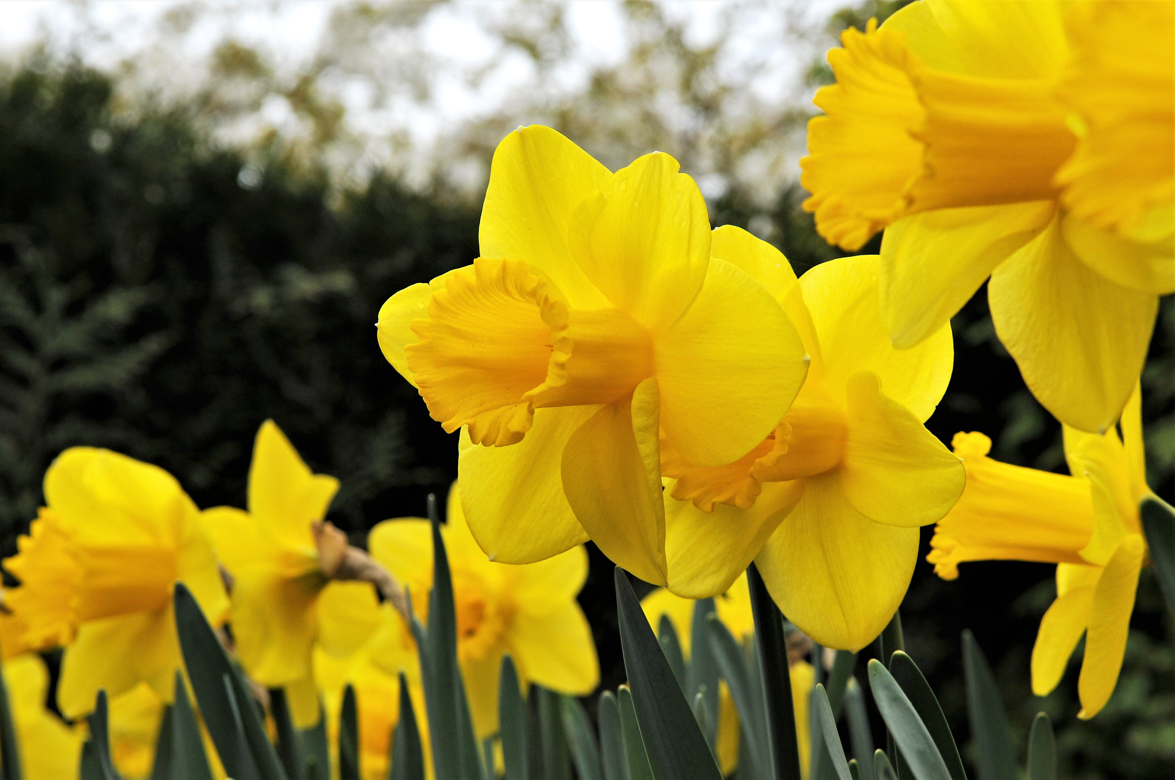 Enchanting Carlton daffodil, vibrant yellow petals announce the season.