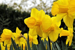 Daffodil - Carlton