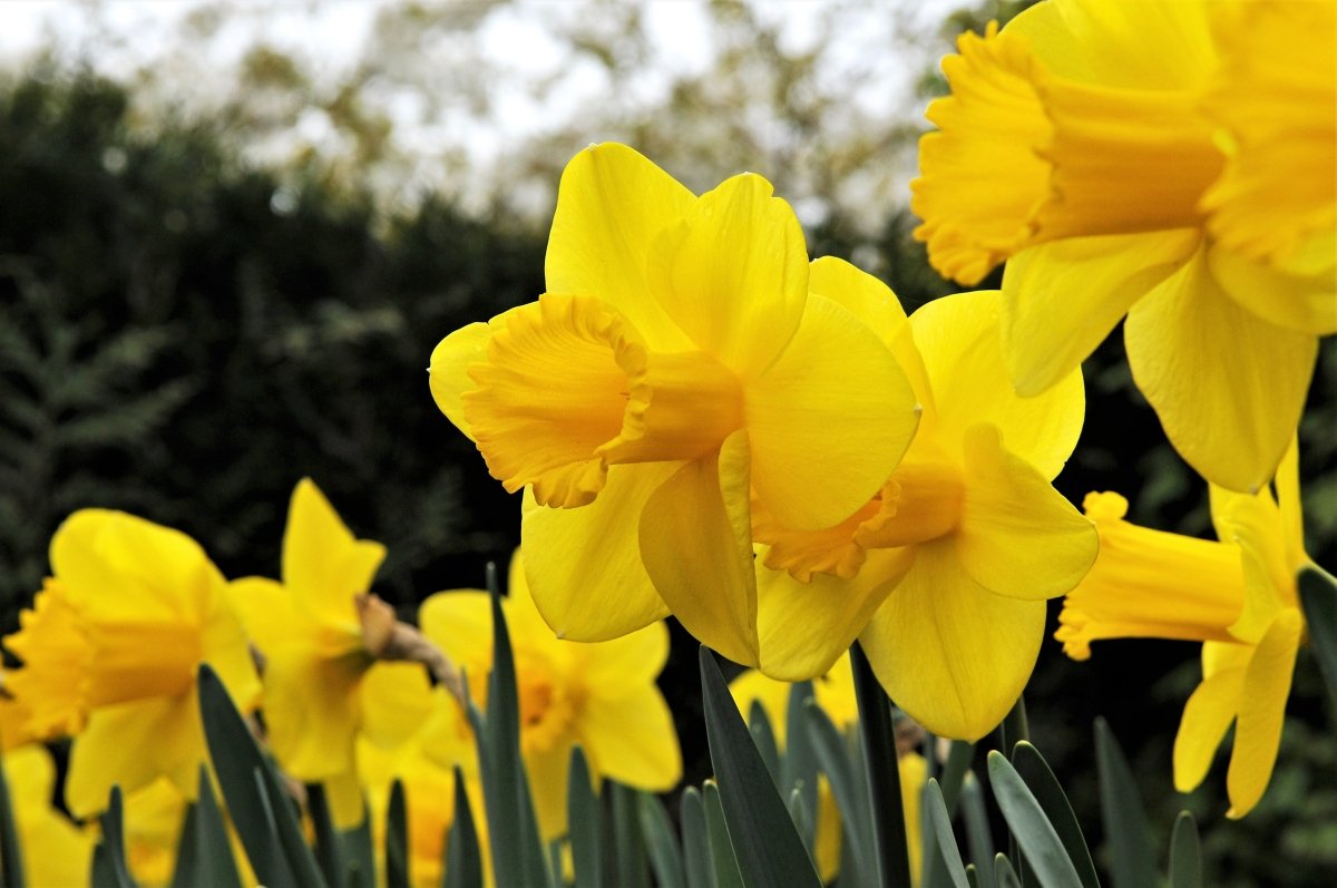 Daffodil - Carlton