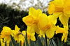Load image into Gallery viewer, Enchanting Carlton daffodil, vibrant yellow petals announce the season.