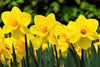 Load image into Gallery viewer, Group of Daffodil Carlton, with buttery yellow petals in bloom