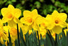 Group of Daffodil Carlton, with buttery yellow petals in bloom