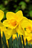 Close-up of Daffodil Carlton, with golden-yellow petals