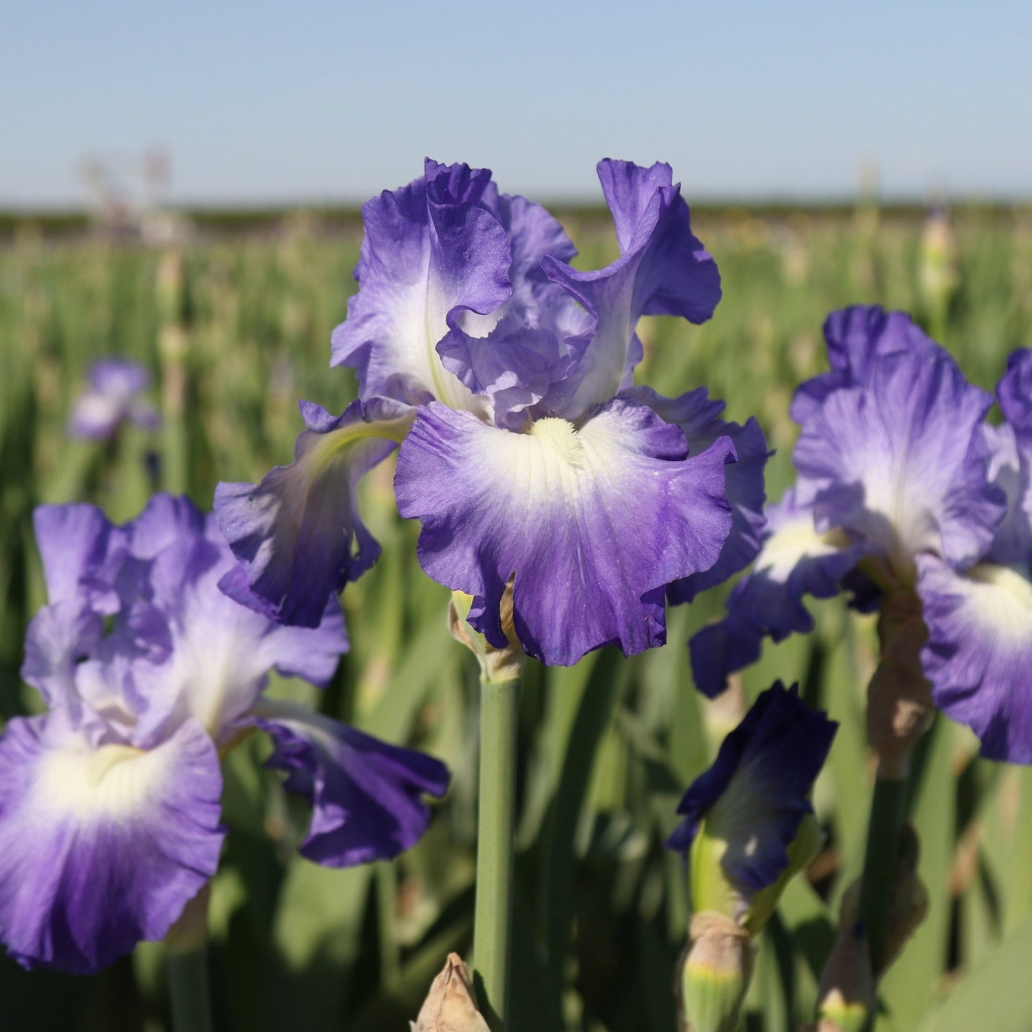 Bearded Iris - City Light