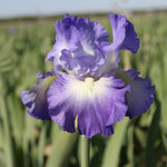 Bearded Iris - City Light