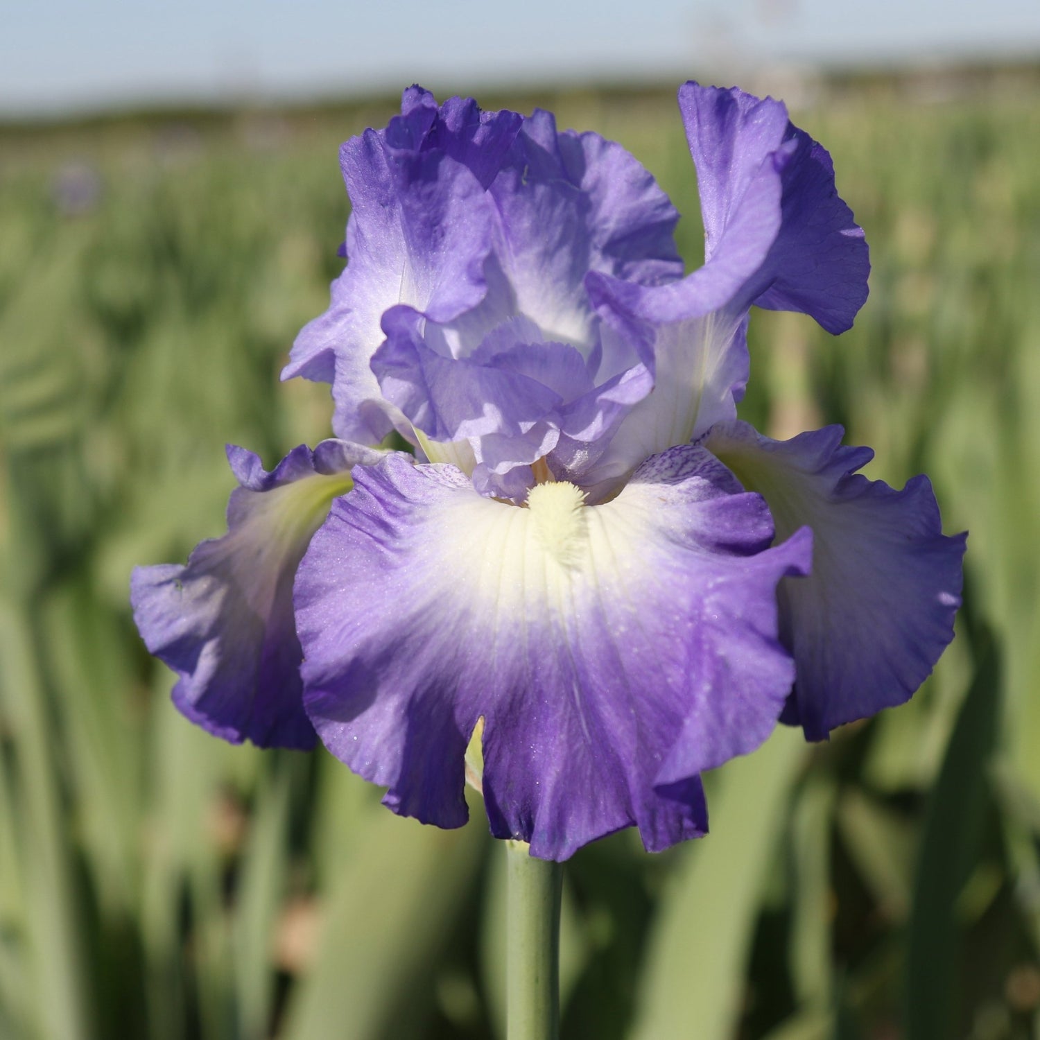 Bearded Iris - City Light