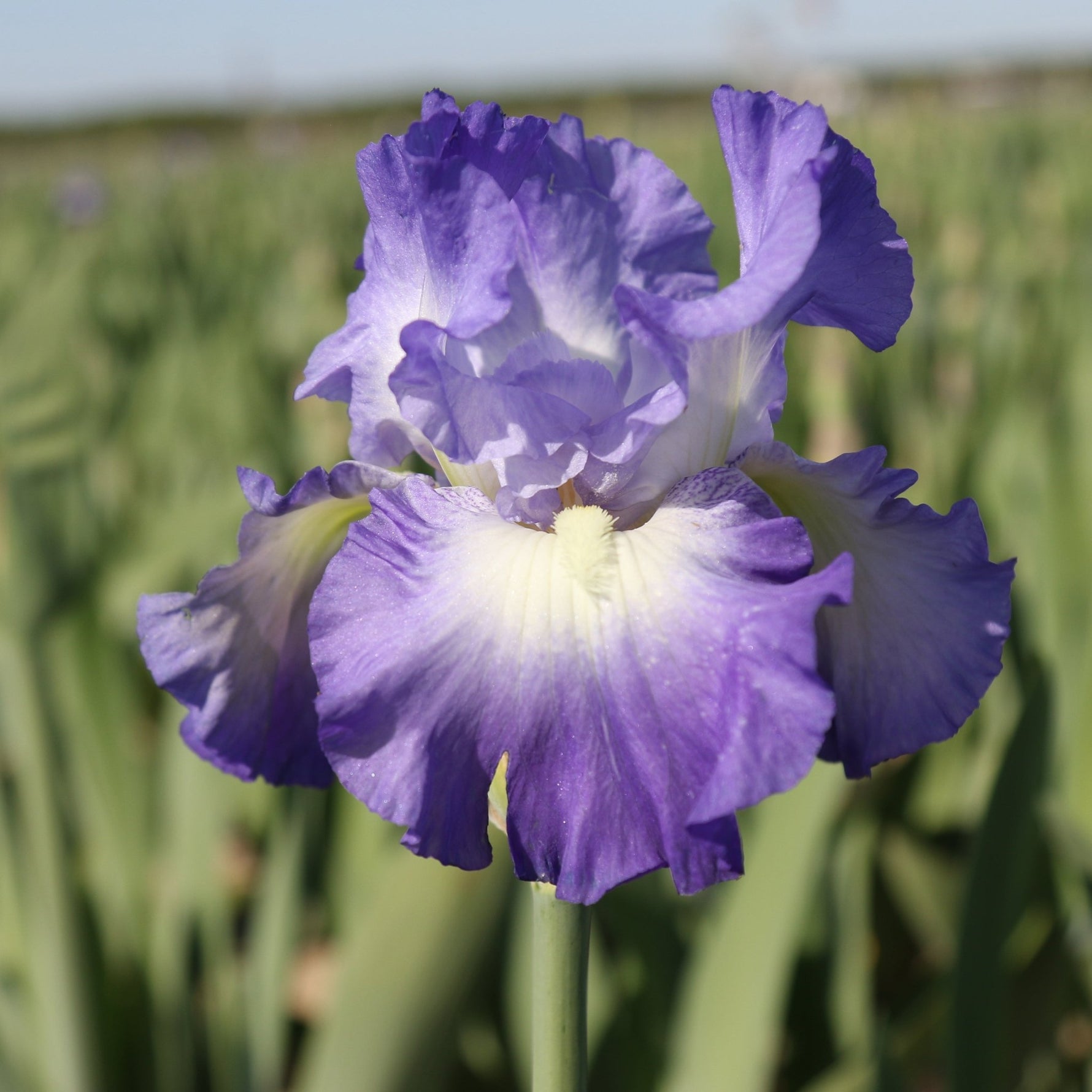 Bearded Iris - City Light