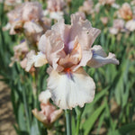 Bearded Iris - Concertina