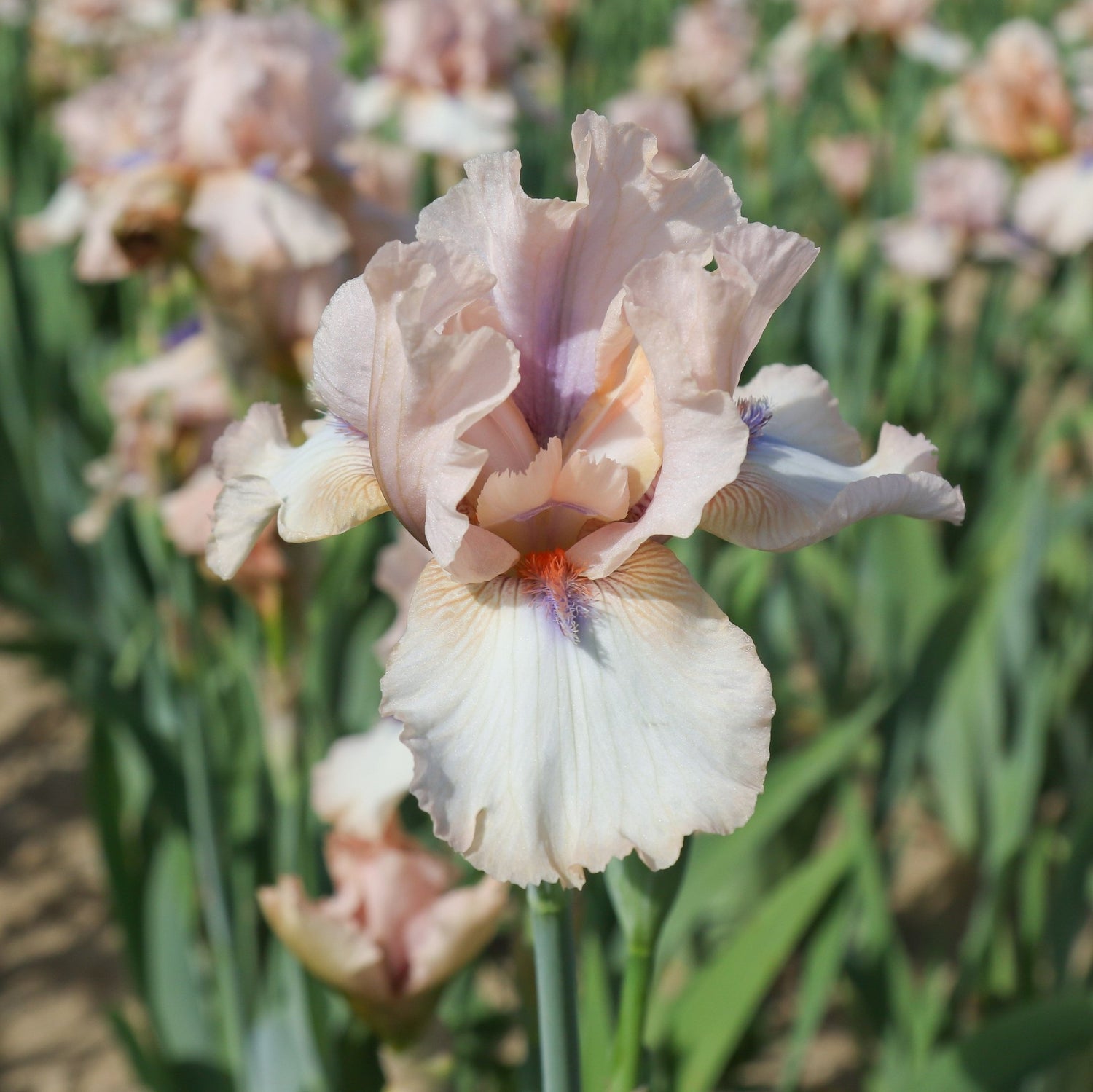 Bearded Iris - Concertina