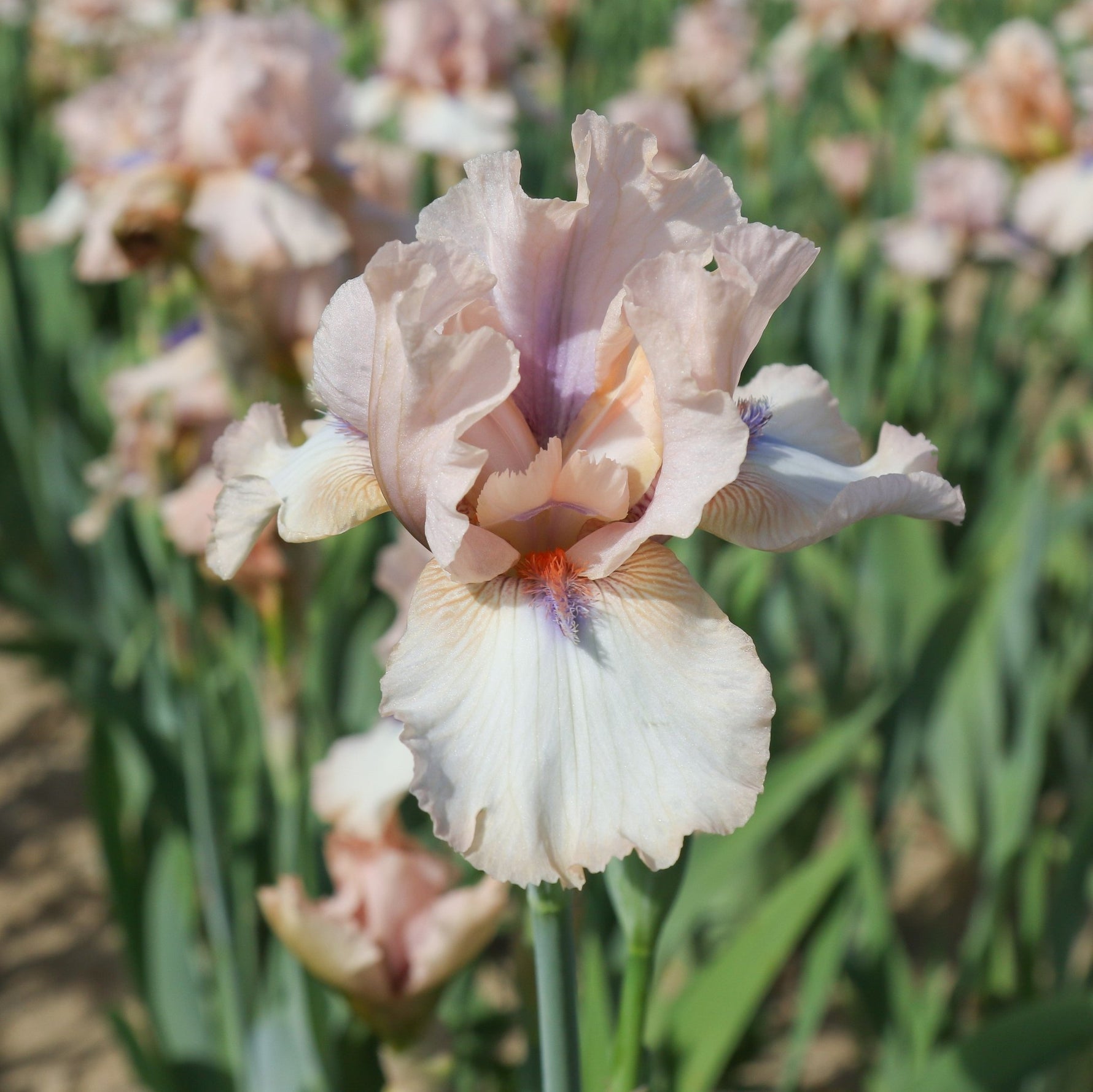 Bearded Iris - Concertina