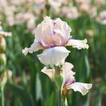 Bearded Iris - Concertina