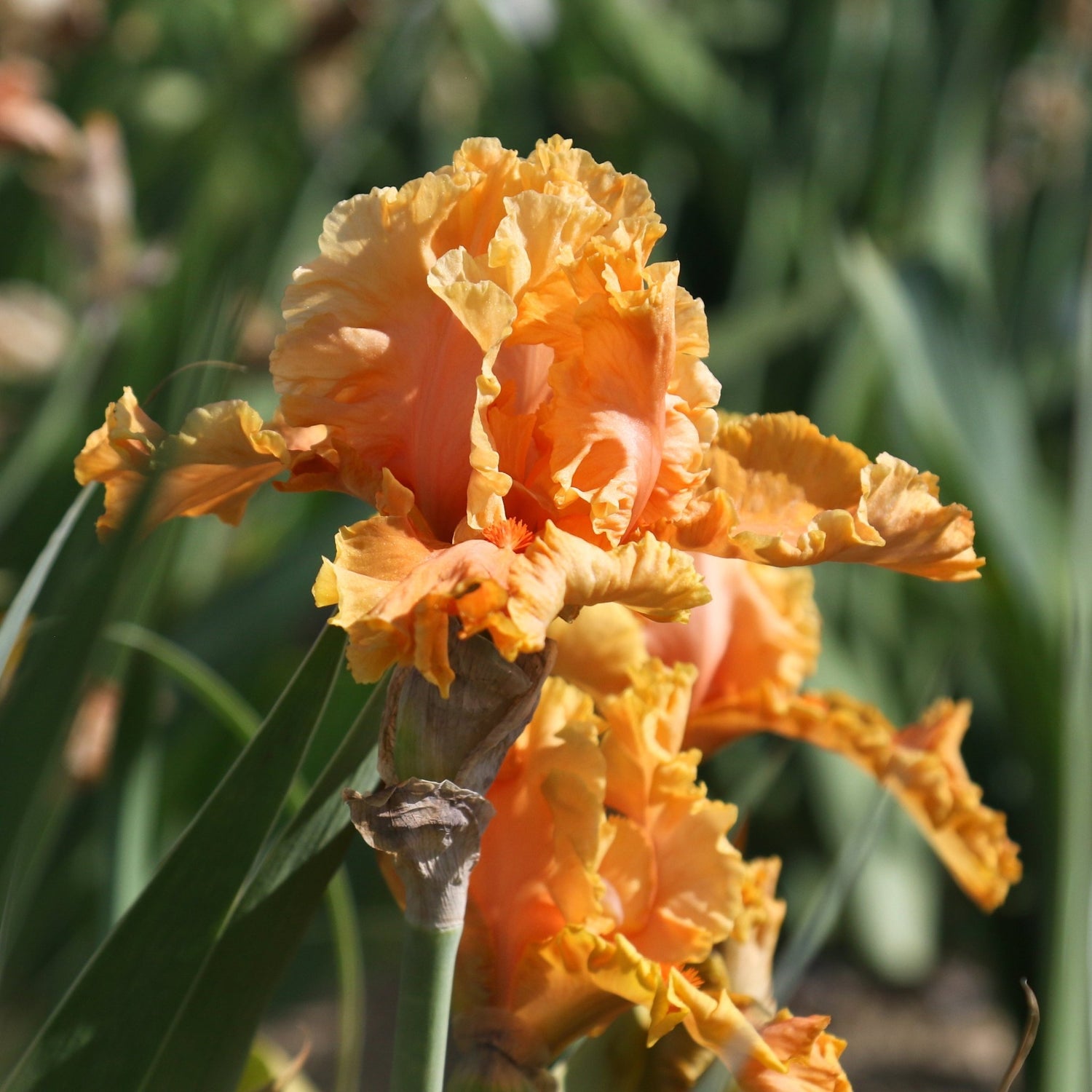 Bearded Iris - Cordoba