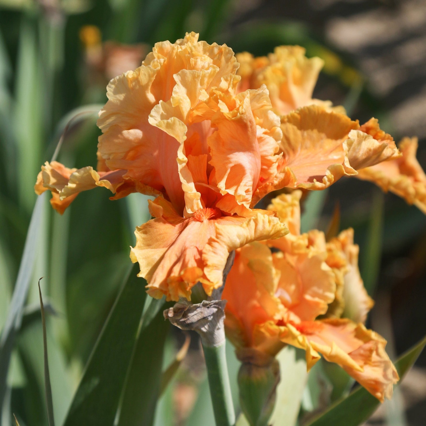 Bearded Iris - Cordoba