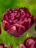 Load image into Gallery viewer, Double late tulip called uncle tom with berry-red colored petals