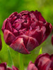 Double late tulip called uncle tom with berry-red colored petals