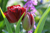 Double late tulip Cranberry Kiss: A vibrant maroon tulip with layered petals