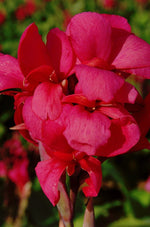 Canna - Crimson Beauty