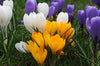 A symphony of hues: Crocus mixed flowers herald the arrival of spring.