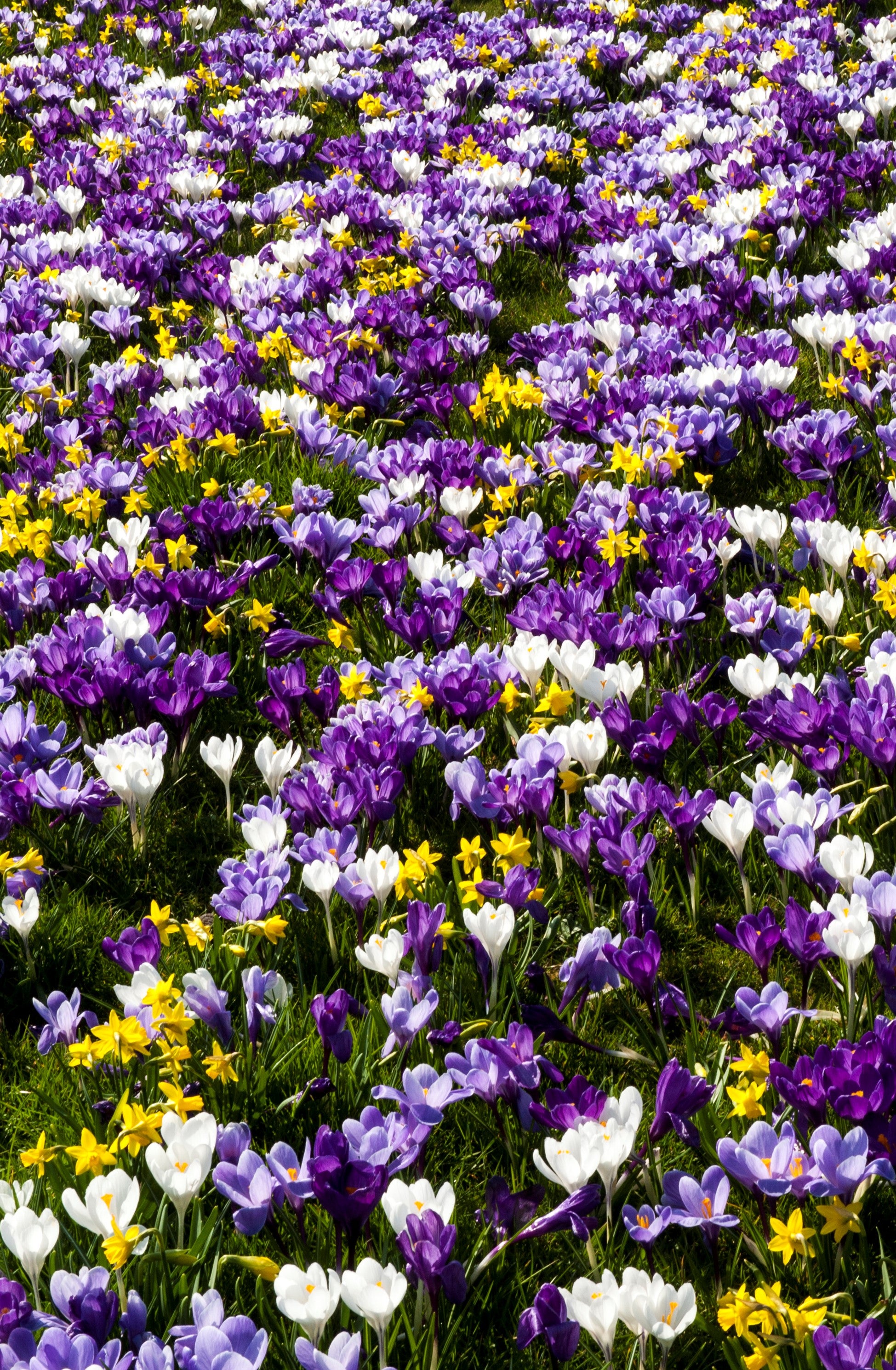 Vivid Crocus mixed blooms: nature's palette painted on the ground.
