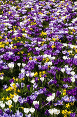 Crocus - Mixed Crocus