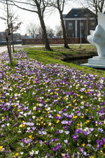 Crocus - Mixed Crocus