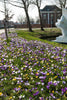 Enchanting Crocus mixed variety adorns the garden with radiant colors.