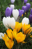 Group of charming Crocus mixed flowers create a delightful springtime mosaic.