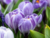 Majestic Pickwick crocus with striped petals blooms in spring garden.