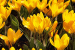 Crocus - Yellow Mammoth