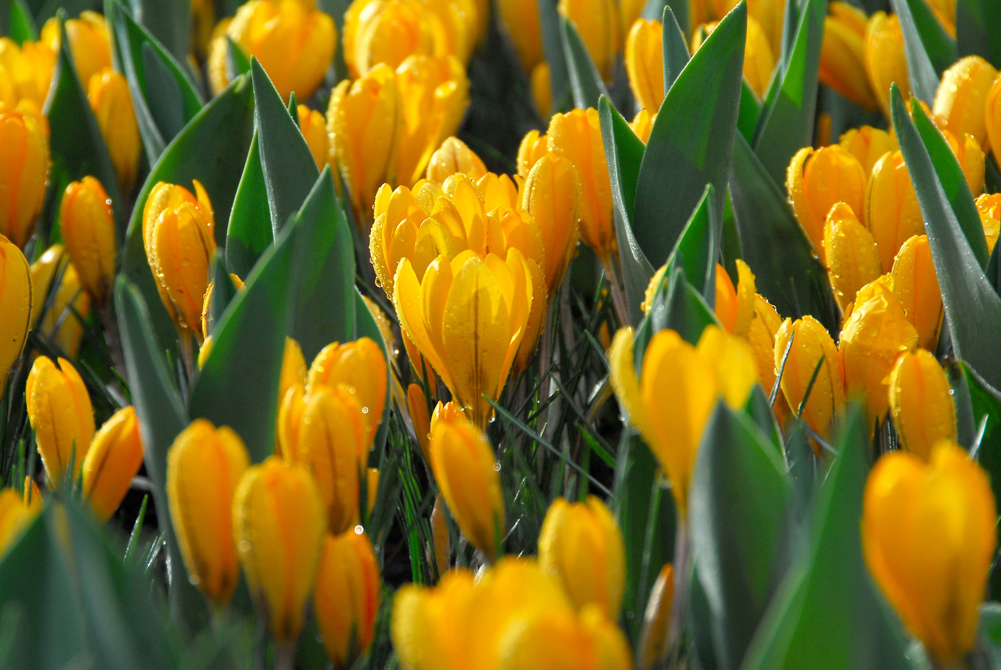 Group of Crocus Yellow Mammoth, with golden-yellow flowers and green foliage
