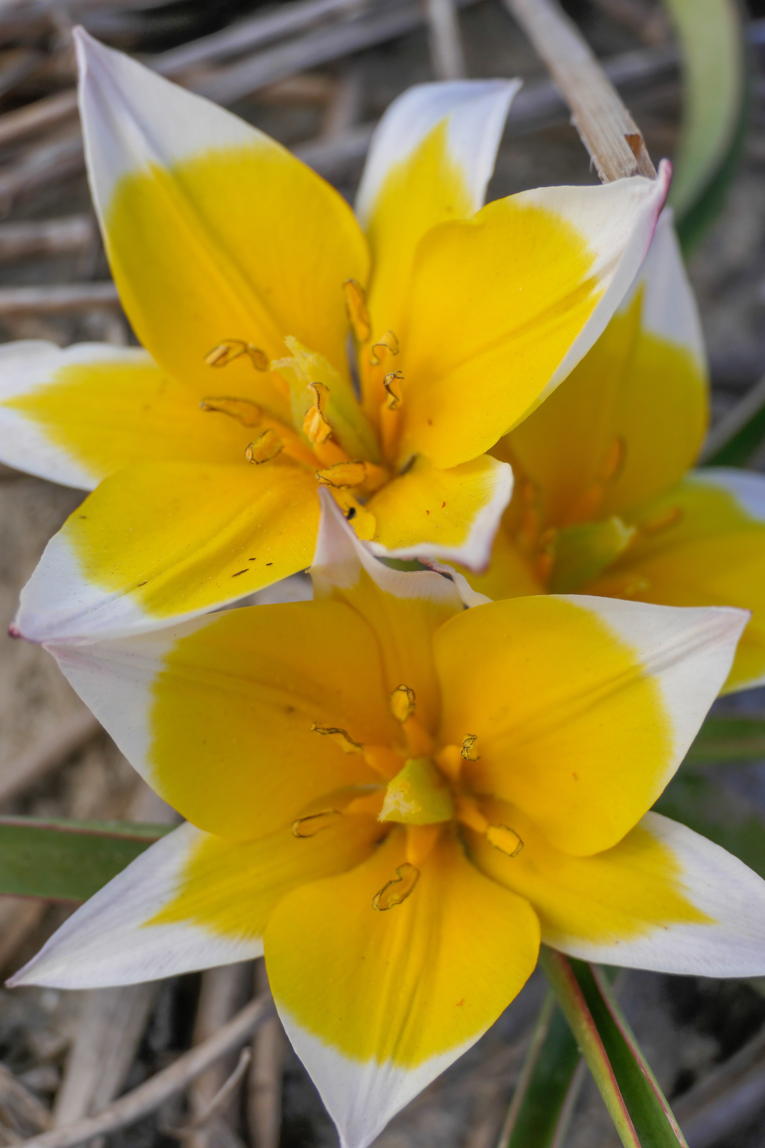 Close-up of a white and yellow Wild Flower tulip, Dasystemon Tarda.