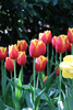 Elegant Denmark Triumph tulip showcasing its striking red and yellow petals