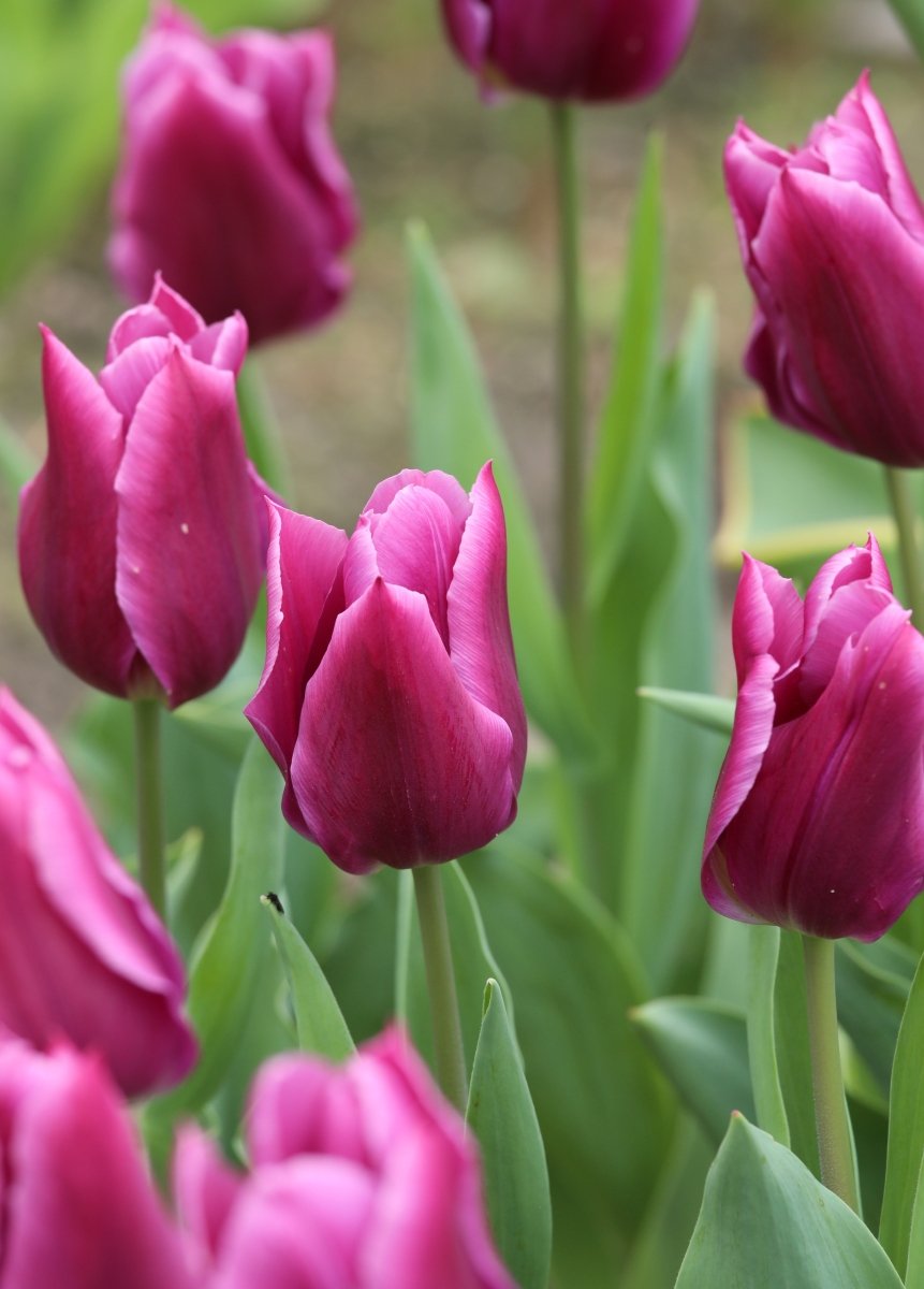 Tulip - Destination